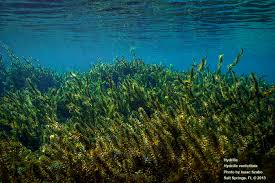 Image result for Hydrilla verticillata