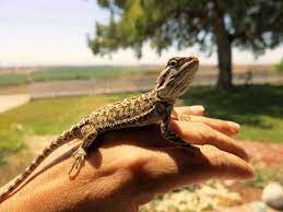 Jul 31, 2018 · the cost of a bearded dragon varies, depending on several factors. Pet Bearded Dragons Costs 5 Things You Need To Know