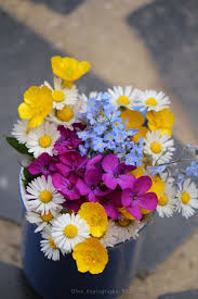 Le immagini sono in categorie. Bellissimi Fiori Di Campo Fiori Di Campo Fiori Di Campo Per Matrimonio Immagini Di Fiori