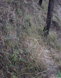 Image result for Arundinella nepalensis