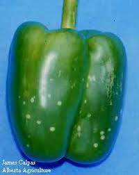 A natural enemy such as a parasite, predator, or disease organism is introduced into the environment of a pest or, if already present, is encouraged to multiply and become more effective in reducing the number of pest organisms. Pests Of Greenhouse Sweet Bell Peppers And Their Biological Control Alberta Ca