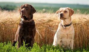 labrador retriever labrador retriever labrador retrievers labradors