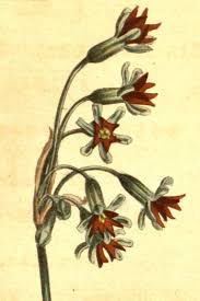 Image result for Tulbaghia alliacea
