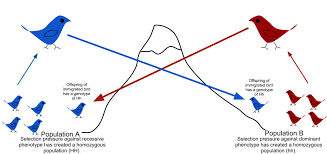 Evolution by natural selection leads to adaptation within a population. Gene Flow Wikipedia