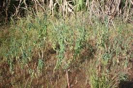 Image result for Sphenoclea zeylanica