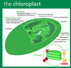 Maybe you would like to learn more about one of these? Labeled Plant Cell With Diagrams Science Trends