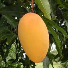 Amrapali Mango (Big Size) – Indian Glorious Nursery