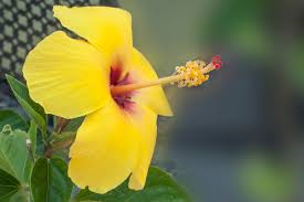 Image result for Hibiscus engleri