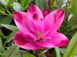 Image result for Curcuma