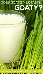 Does Goat S Milk Taste Goaty Weed Em Reap