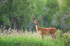 Maybe you would like to learn more about one of these? Best Ways To Attract Big Bucks To Your Land During The Rut
