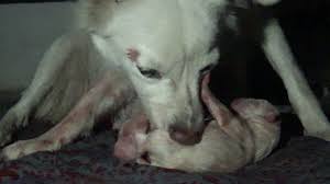 Crying is pretty much your puppy's only means of communicating her needs to you. Just Newborn Puppies Crying 2 6 And Mother S Behaviour 2 Youtube