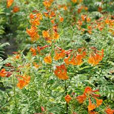 Image result for Tecoma