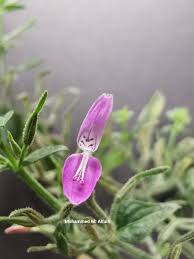 Image result for Dicliptera hensii