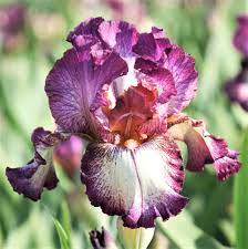Allium Ampeloprasum Iris Bulbs For Sale Bearded Iris Easy To Grow Bulbs