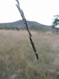 Image result for Sporobolus natalensis