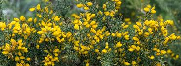 Image result for Crotalaria dura