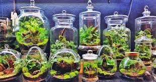 A terrarium is a miniature indoor garden inside a glass container. How To Make Your Own Terrarium Gardener S Path