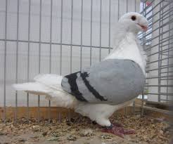 Antwerp Smerle Pigeons Pigeon Pigeon Pictures Antwerp