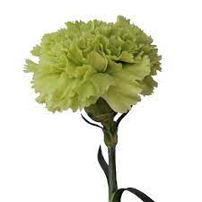 Green Carnation Flowers Fiftyflowers Com Green Carnation Carnation Flower Carnations