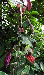 Image result for Dioscorea minutiflora