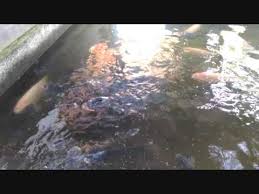 Ternyata Kalo Ikan Gurame Dipelihara Dalam Kolam Semen Bisa Jadi Segini Gedenya Youtube