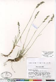 Image result for Poa binata