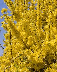 Un'altra pianta caratteristica della macchia mediterranea utilizzati per ricavarne piante gialle macchia mediterranea / helichrysum italicum yougardener. Forsythia X Intermedia Mikador Forsizia Mikador Codiferro Master Gardener