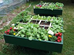But you can grow sweet corn in a small backyard garden, a raised bed, or even a container. Urban Gardening How To Garden In A Desert City