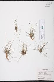 Image result for Eleocharis atropurpurea