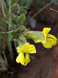 Image result for Pearsonia sessilifolia