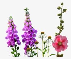 We did not find results for: Wildflower Clipart Pretty Transparent Background Wild Flowers Png Png Download Transparent Png Image Pngitem