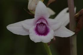 Image result for Orthochilus euanthus