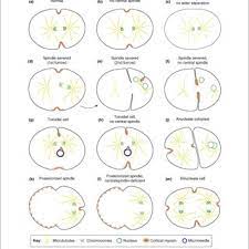 Maybe you would like to learn more about one of these? Geometrical Conditions Supporting Cleavage Furrow Formation In C Download Scientific Diagram