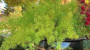 Image result for Asparagus pendulus