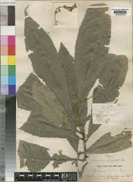 Image result for Calycosiphonia spathicalyx