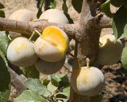 Like so many stone fruits, the first plums can be traced back to china plums were known to be cultivated in the middle east 3 000 years ago. How To Grow Your Own Juicy Plums