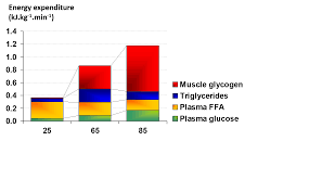 Regulation Of Fat Metabolism During Exercise