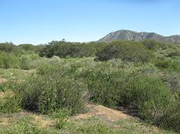 Appendix I: Cultural Resources Phase 1 Survey and Inventory, Sycamore  Canyon/Goodan Ranch Preserve, Cielo and Wu Properties Addi