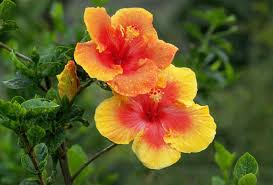 Image result for Hibiscus fuscus