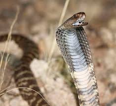 A zebra cobra is slithering through the streets of raleigh, north carolina. Mike Perry On Twitter Zebra Spitting Cobra Or Barred Spitting Cobra Naja Nigricincta Nigricincta Http T Co Uylcg2ot7y Http T Co Qi5kdgn8oz