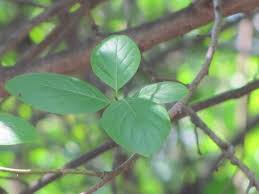 Image result for Ehretia cymosa