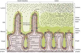 The textbook coffee table shape is rectangular, with such familiar proportions that it probably deserves its own trademark. Chromatin Dynamics And Histone Modifications In Intestinal Microbiota Host Crosstalk Sciencedirect