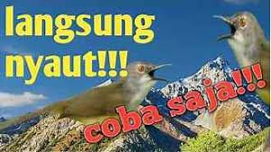 Maybe you would like to learn more about one of these? Suara Burung Ciblek Sawah Pikat