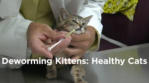 Panacur worming paste is a broad spectrum wormer for the treatment of roundworms and tapeworms in dogs, cats, puppies and kittens. Deworming Kittens How To Have A Healthy Cat Youtube