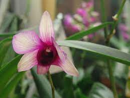 Dendrobium Bigibbum Orchids Plants