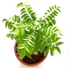 Propagating curry plant cuttings allows you to harvest the leaves. Curry Leaves Kadi Patta Murraya Koenigii Plant Nestreeo Com