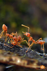 Black Ant Sugar Ant Bites Pictures Pin By Teresa Primm On Photos Macro The Mighty Ant Ants Sugar Ants Beautiful Bugs