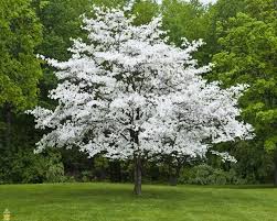 Scented flowers in spring, fiery coloured autumn foliage and nutritious crops of fresh blueberries in. Beautiful Spring Blooming Trees The Garden Glove