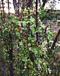 Image result for Pavetta gerstneri